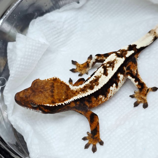 Sable 100% Het Axanthic