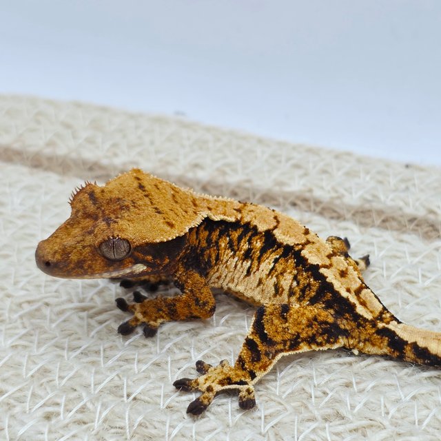 텐저린 트라이 익스트림할리퀸