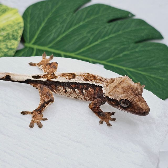 트라이 세이블