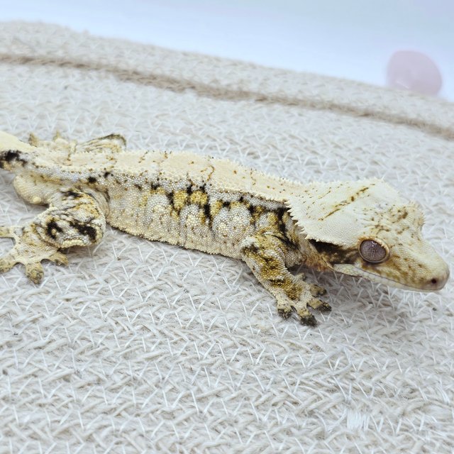 Tri Extreme Harlequin Drippy White Spot