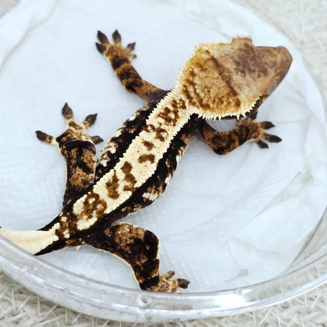 100% Het Axanthic