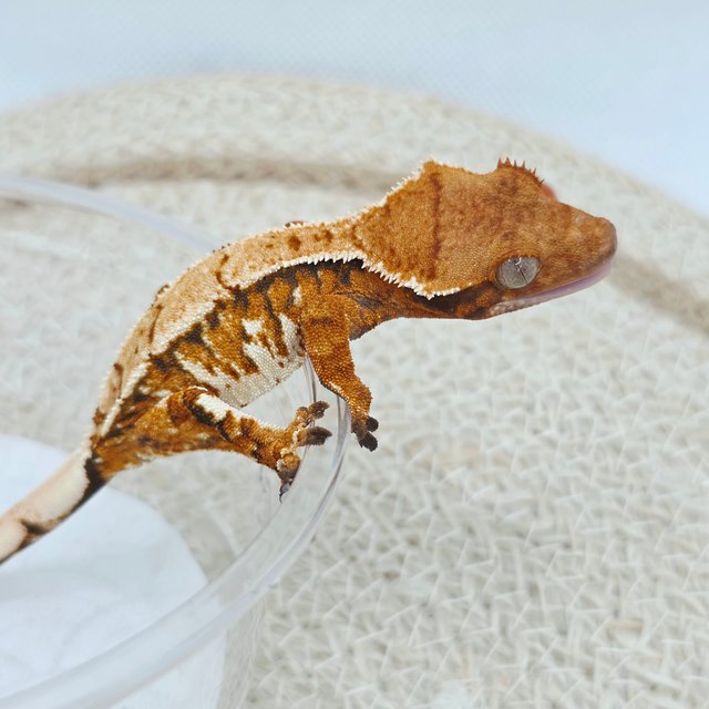 Tri Extreme Harlequin 100% Het Chocho