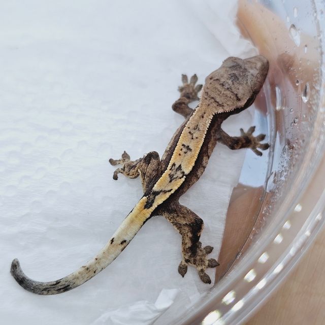 세이블
