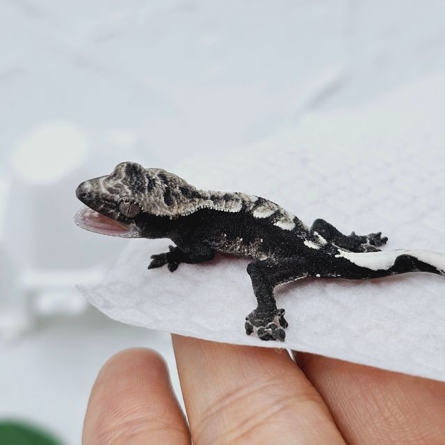 아잔틱