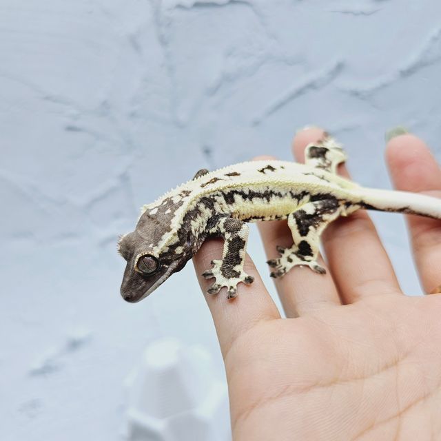 프라푸치노