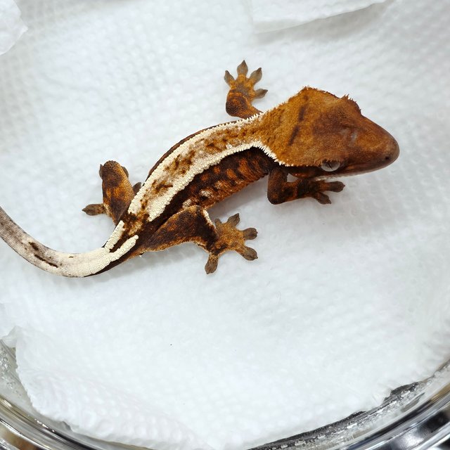 세이블 100%헷아잔틱