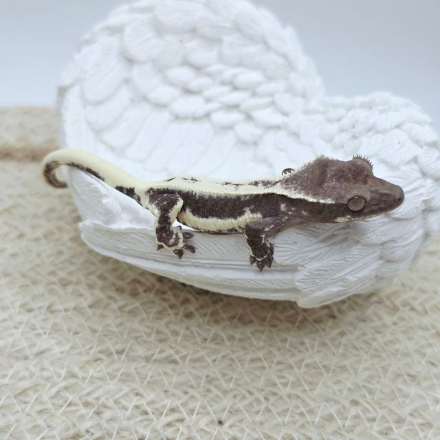 릴잔틱