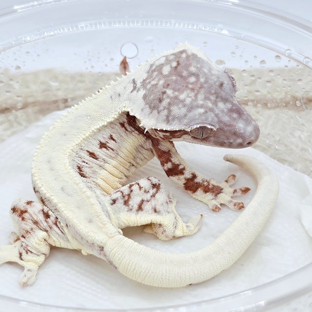 Chocho Lilly White
