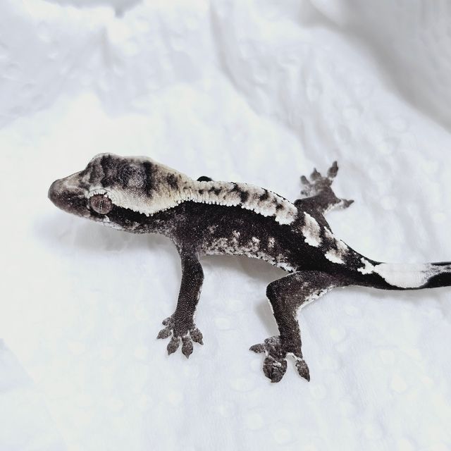 아잔틱