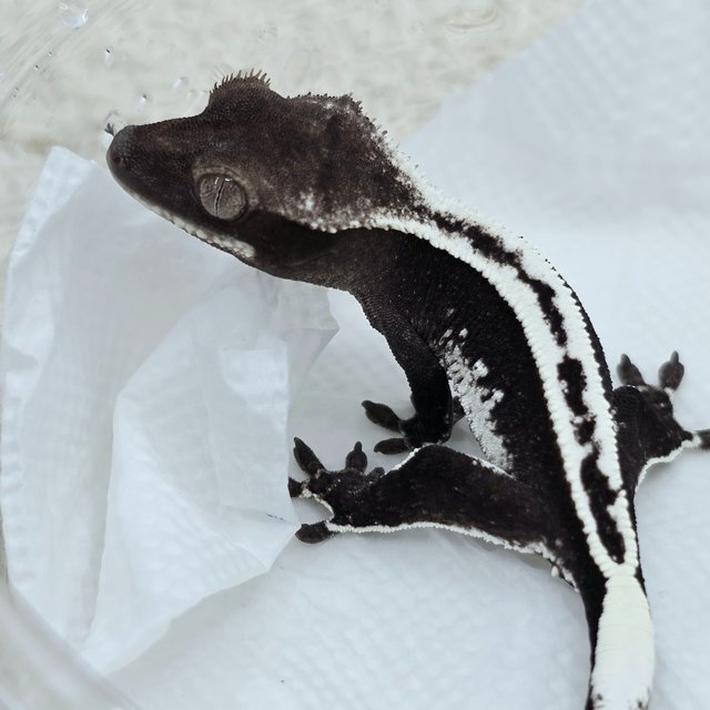 Axanthic