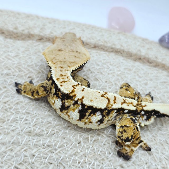 White Spot Extreme Harlequin Tri