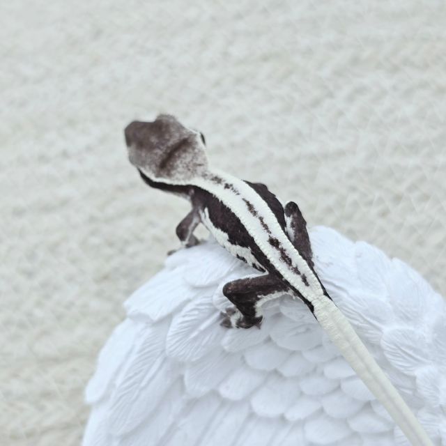 릴잔틱