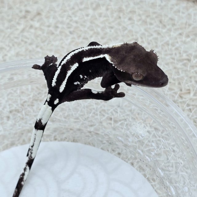Axanthic
