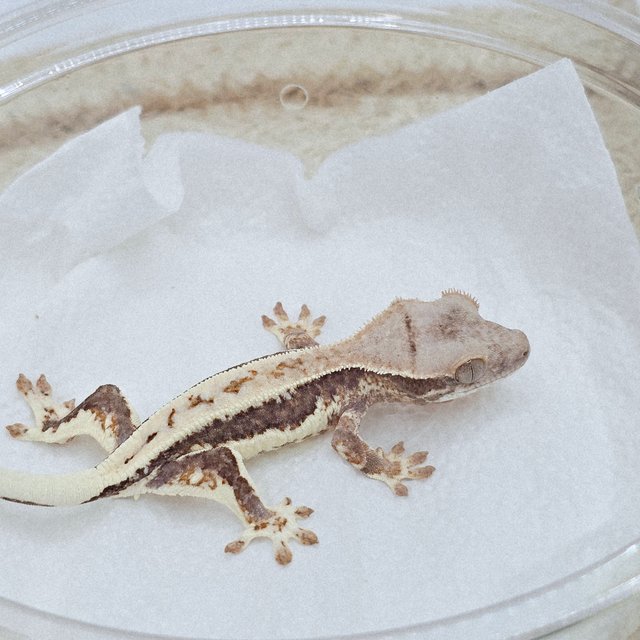 Frappuccino 100% Het Axanthic