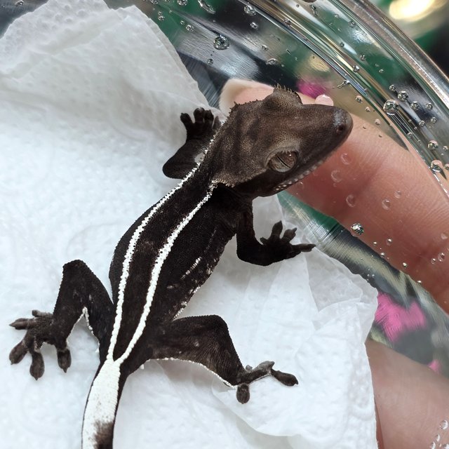 Axanthic Full Pinstripe