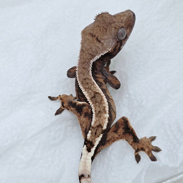 세이블 100%헷아잔틱