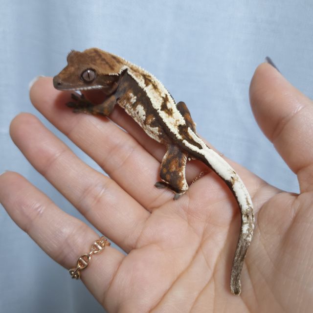 세이블