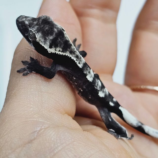 아잔틱