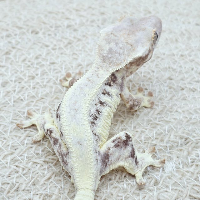 100% Het Axanthic Frappuccino