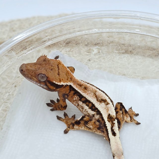 Sable 100% Het Axanthic