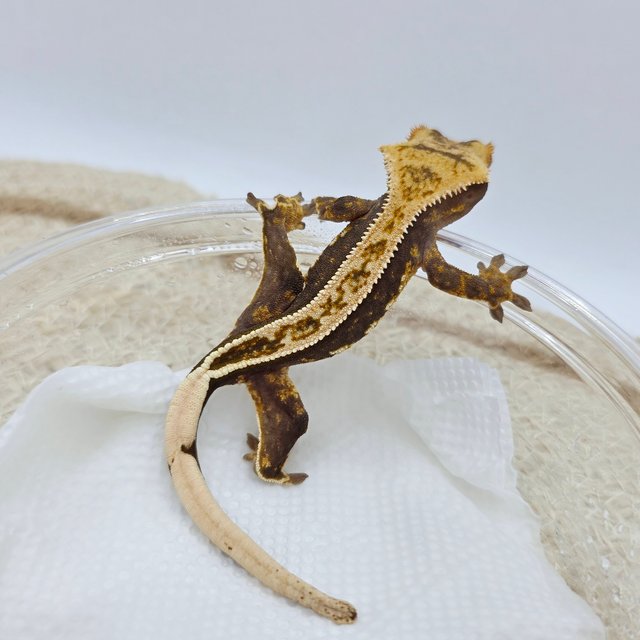 Full Pinstripe 100% Het Axanthic