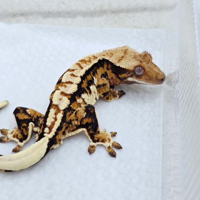 Tri Extreme Harlequin