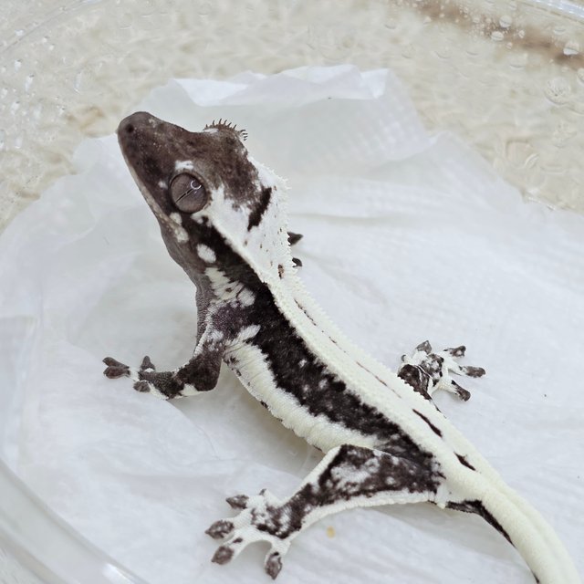 Lilly Axanthic