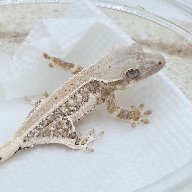 릴리화이트 100%헷초초