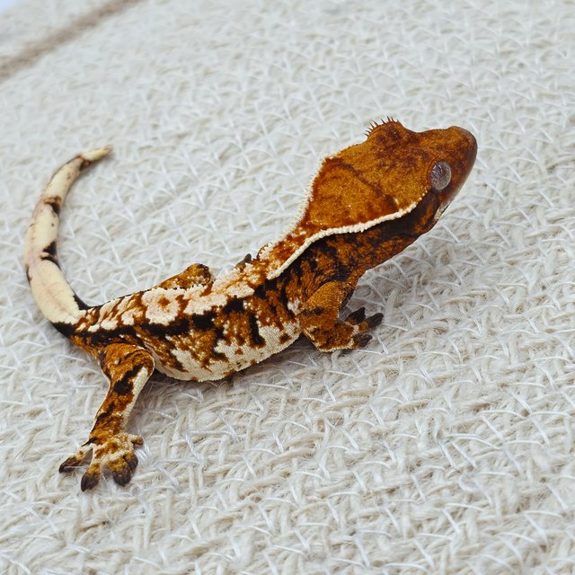 Tri Extreme Harlequin Tangerine