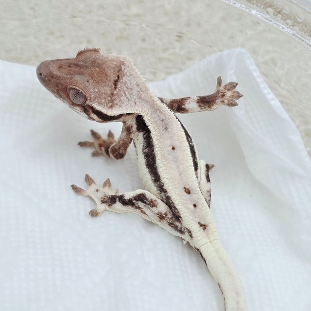 LW Sable 100% Het Axanthic