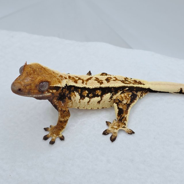 Extreme Harlequin Pinstripe Tri