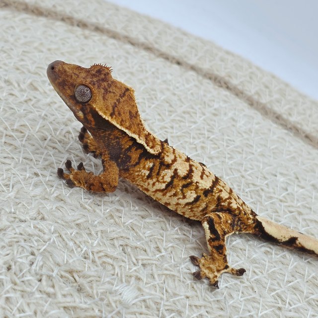 Tangerine Tri Extreme Harlequin