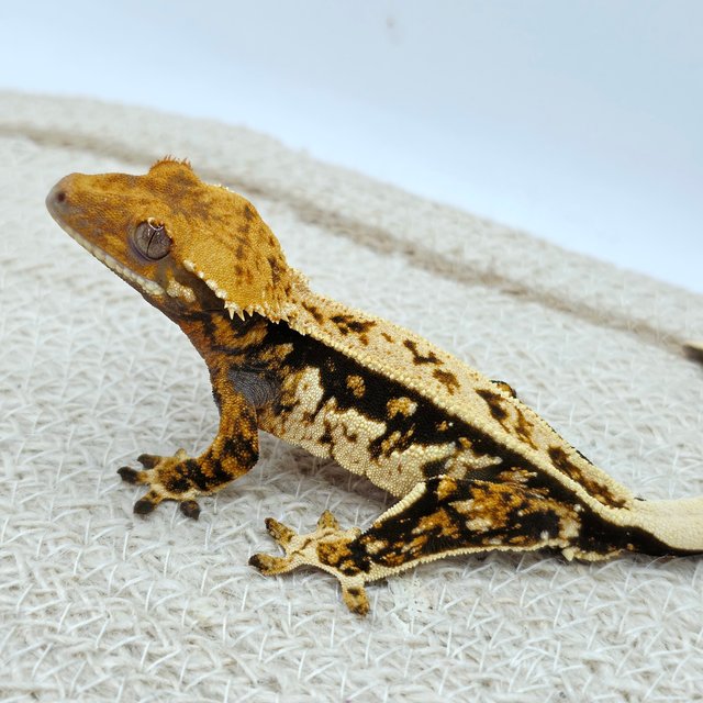 Tri Full Pinstripe Pinstripe Quad