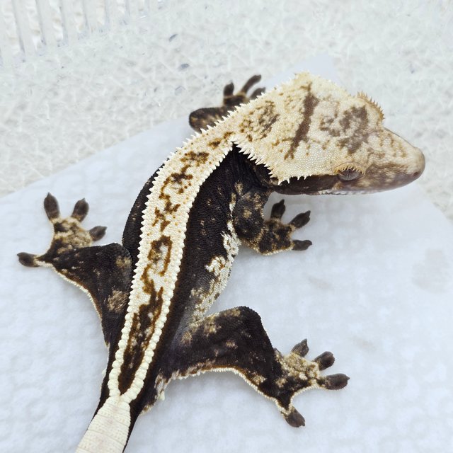 100% Het Axanthic Full Pinstripe