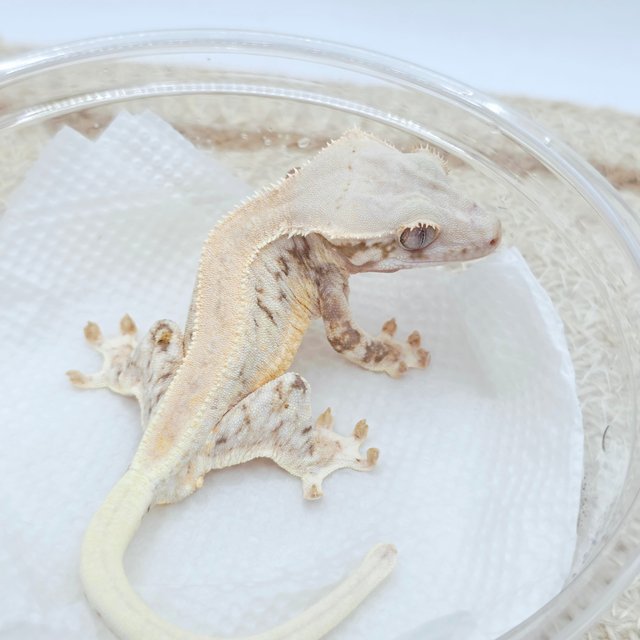 Lilly White 100% Het Chocho