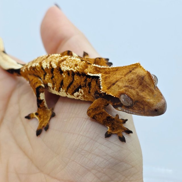 Tri Extreme Harlequin