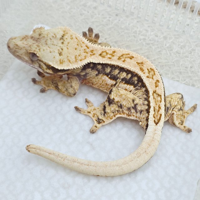 100% Het Axanthic