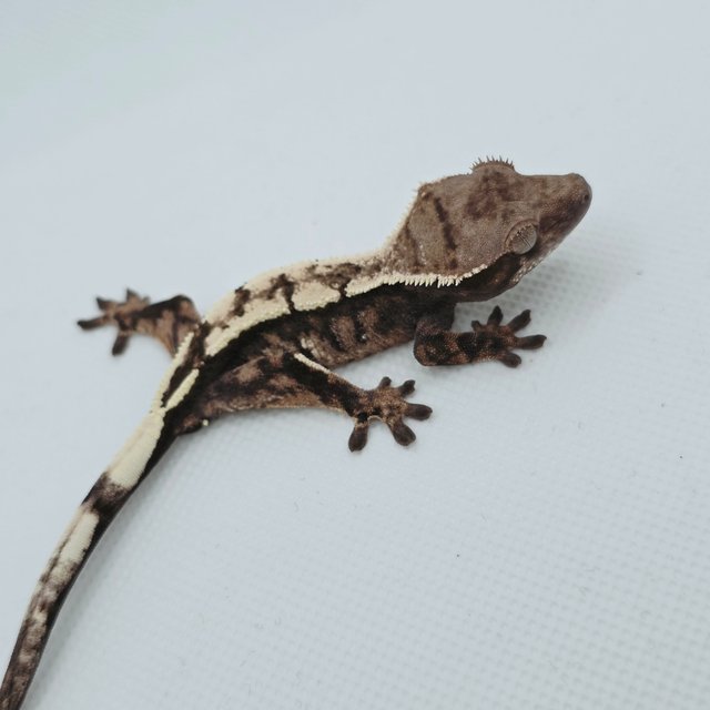 Sable 100% Het Axanthic