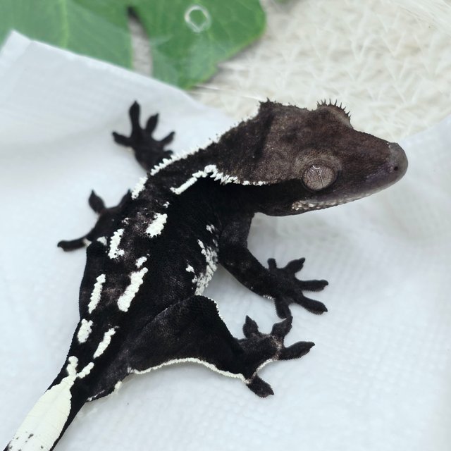 Axanthic