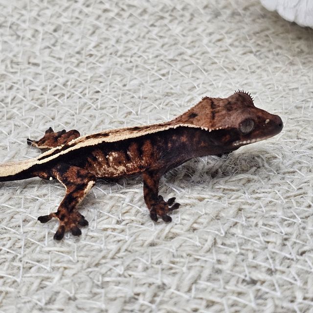세이블