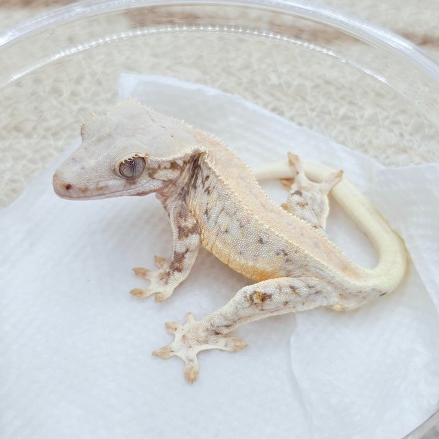 Lilly White 100% Het Chocho
