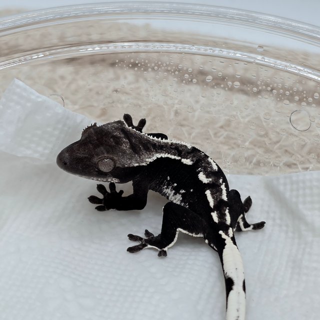 Axanthic