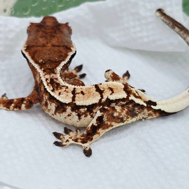 세이블 트라이 익스트림할리퀸