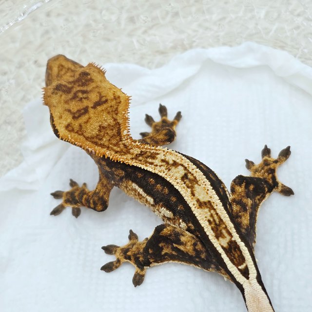Super Stripe 100% Het Axanthic