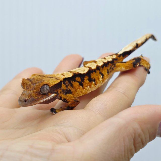 Tri Extreme Harlequin