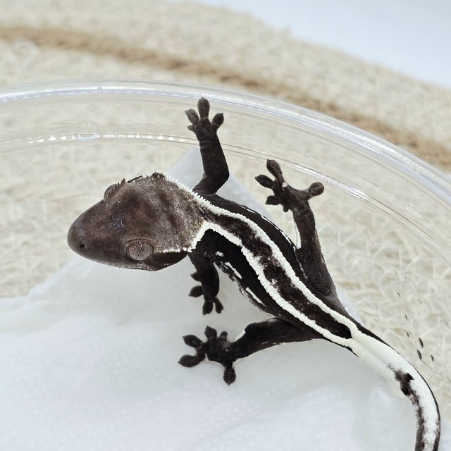 Axanthic