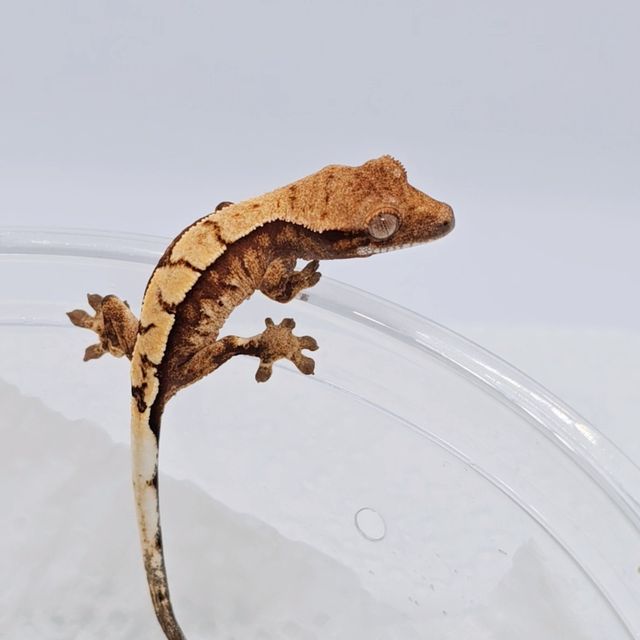 세이블