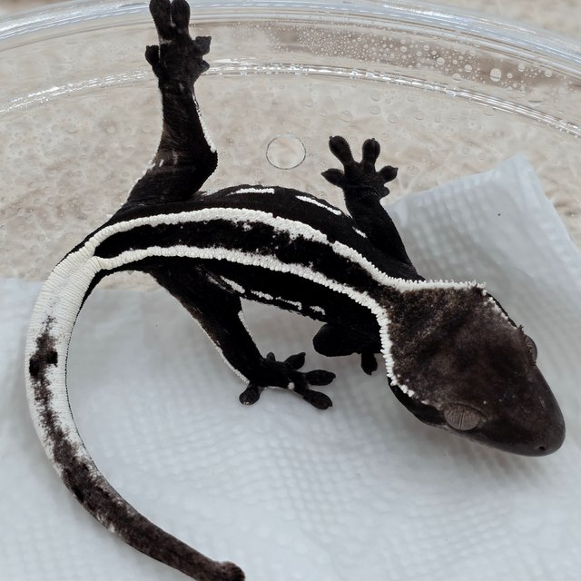 Axanthic