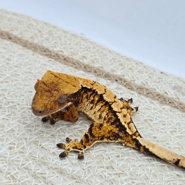 텐저린 트라이 익스트림할리퀸