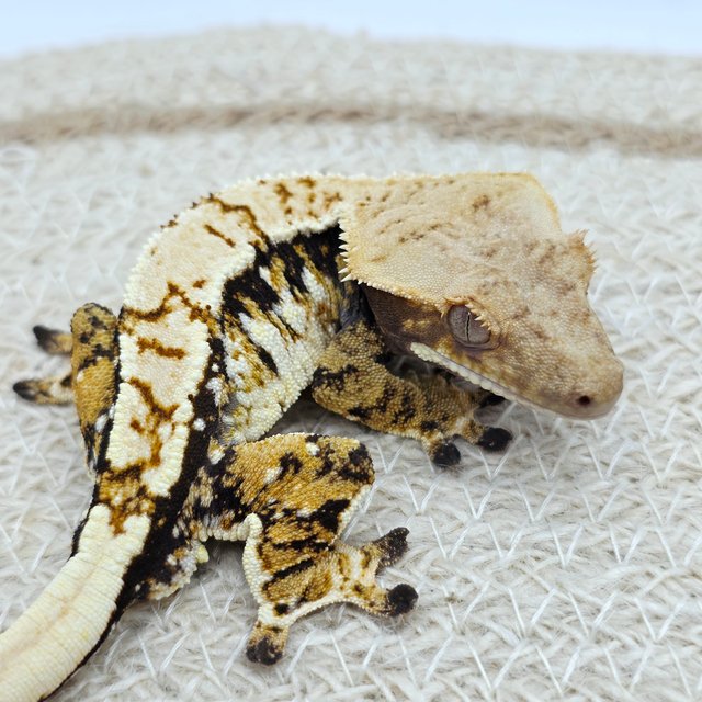 Tri Extreme Harlequin White Spot